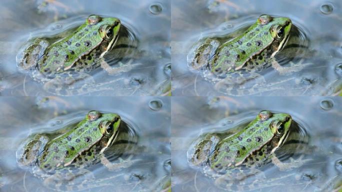 蛙呱呱大自然生态