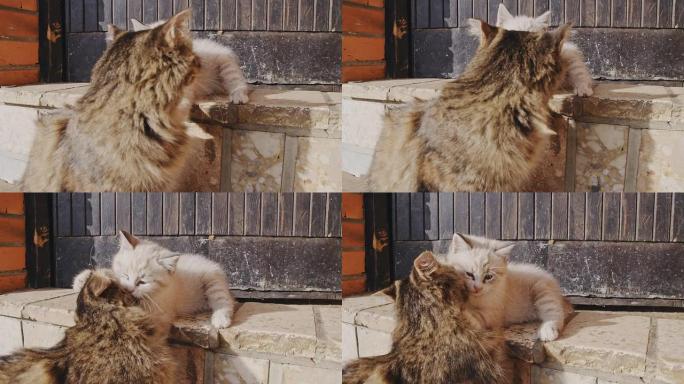SLO MO猫在门口玩耍