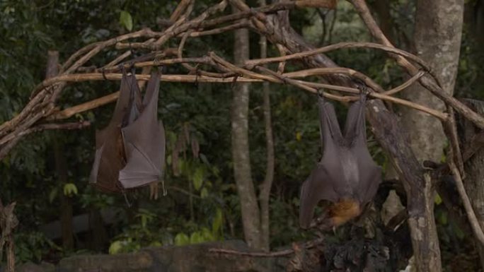 悬挂在树上的LS蝙蝠