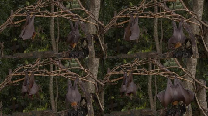 悬挂在树上的LS蝙蝠