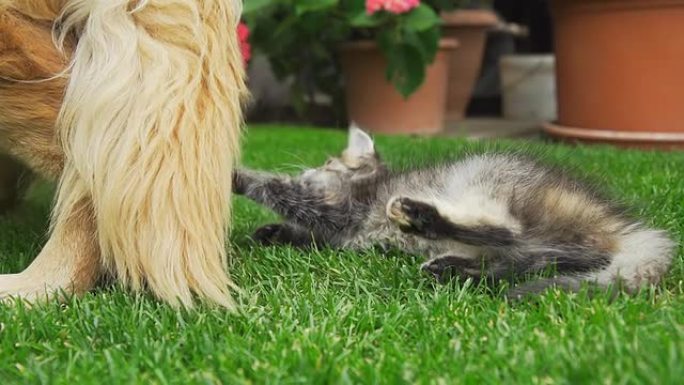 高清超级慢镜头：小猫在玩狗的尾巴