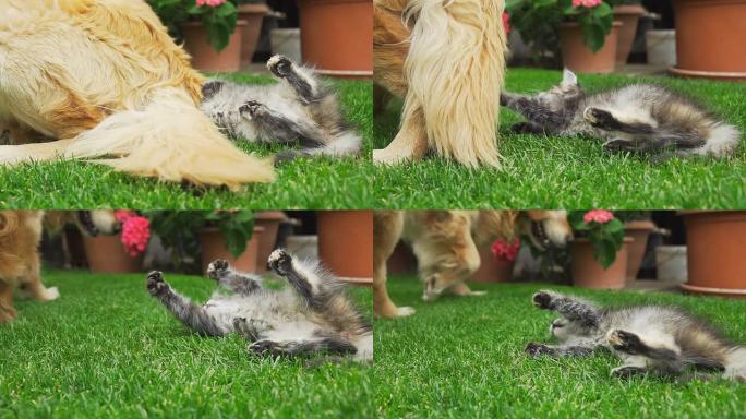 高清超级慢镜头：小猫在玩狗的尾巴
