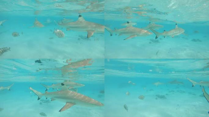 水下: 黑鳍鲨与小热带鱼一起在翡翠海中游泳