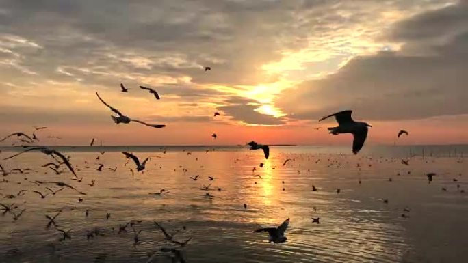 自然落日，海鸥飞翔