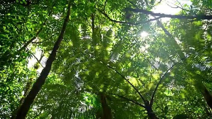 热带雨林中的树梢