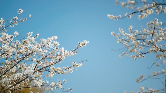 樱花林樱花树，春天风景樱花蓝天空镜素材