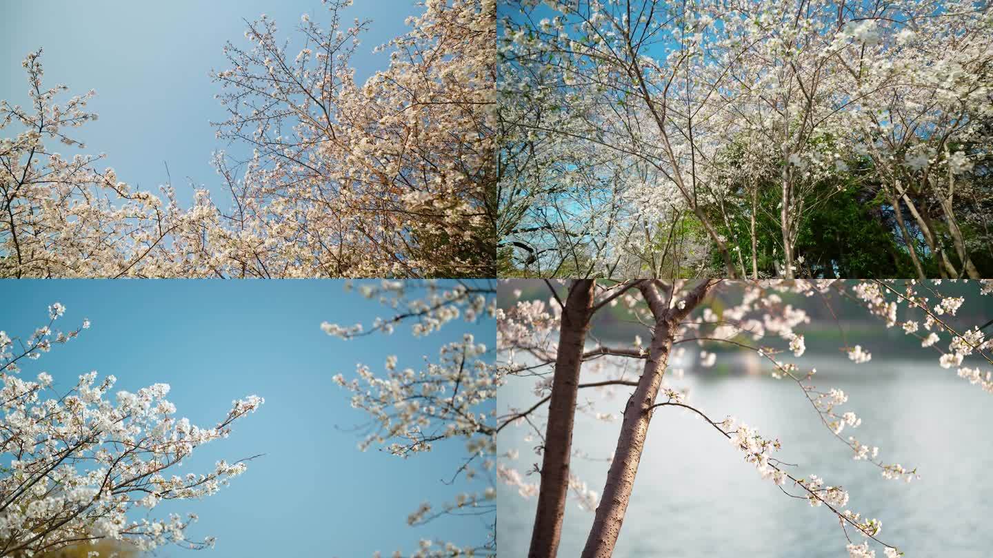 樱花林樱花树，春天风景樱花蓝天空镜素材