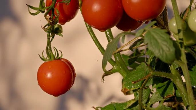 SLO MO花园里的湿番茄