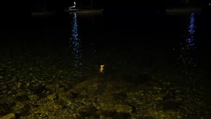 狗晚上在海里接球海边玩耍