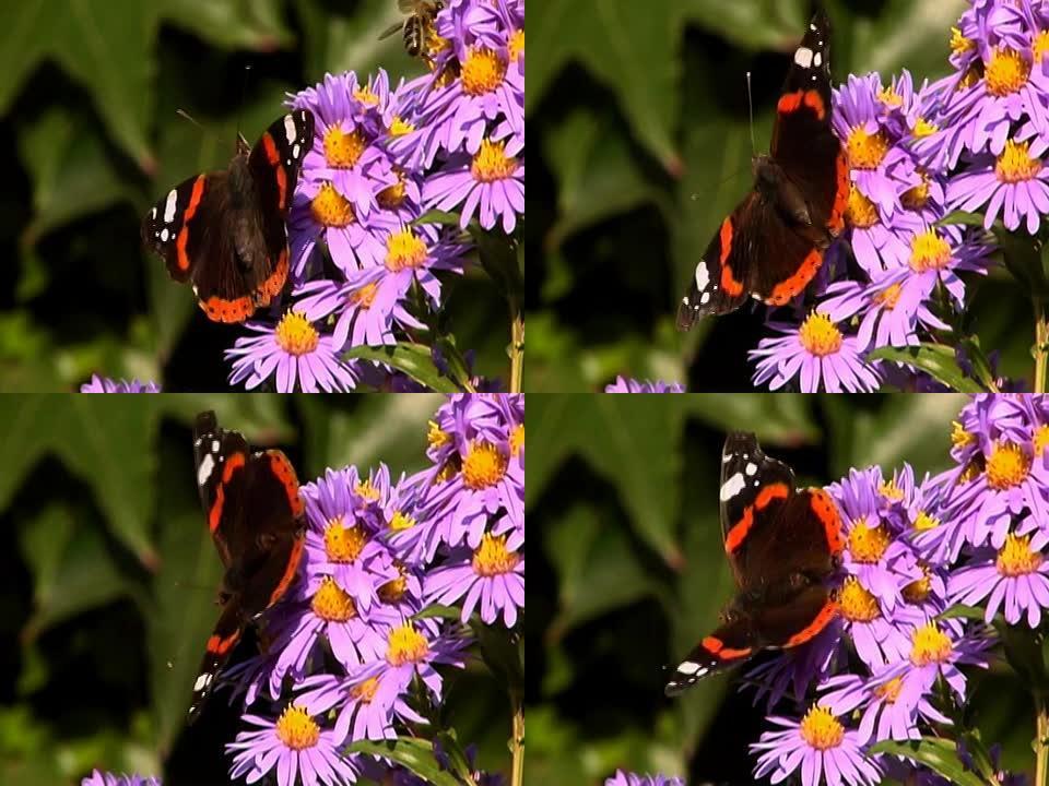蝴蝶坐在花上NTSC
