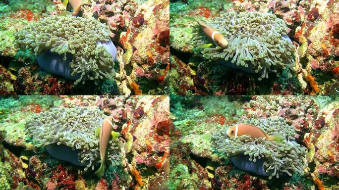 MS珊瑚海中的银莲花鱼