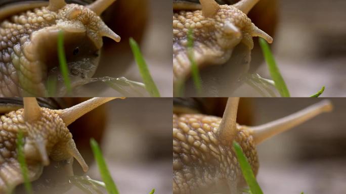 蜗牛的微距镜头