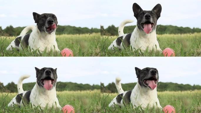 高清超级慢镜头：小狗在草地上休息