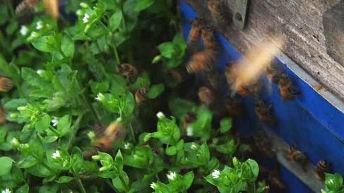 蜜蜂在草地上围绕蜂箱飞行，慢动作，高角度视角4K