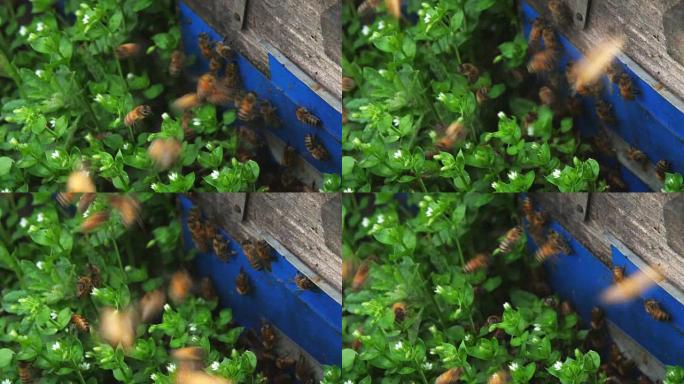蜜蜂在草地上围绕蜂箱飞行，慢动作，高角度视角4K