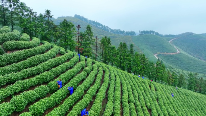 春天农民在茶园中采摘茶叶