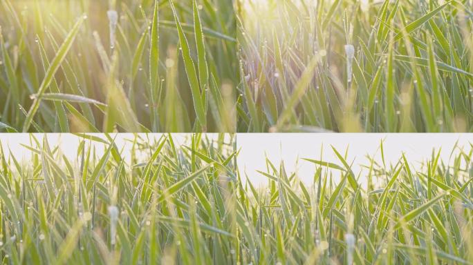 绿色小麦上的晨露杂草