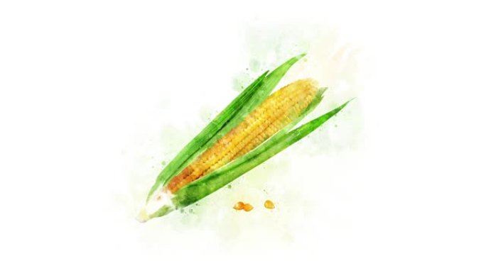 玉米水彩绘画动画玉米水彩绘画动画
