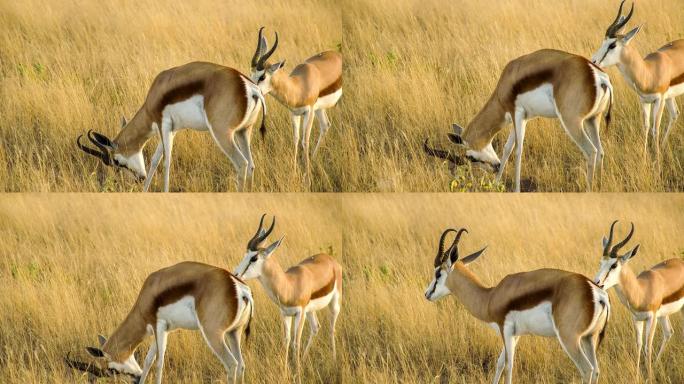 纳米比亚萨凡纳的两只跳羚瞪羚