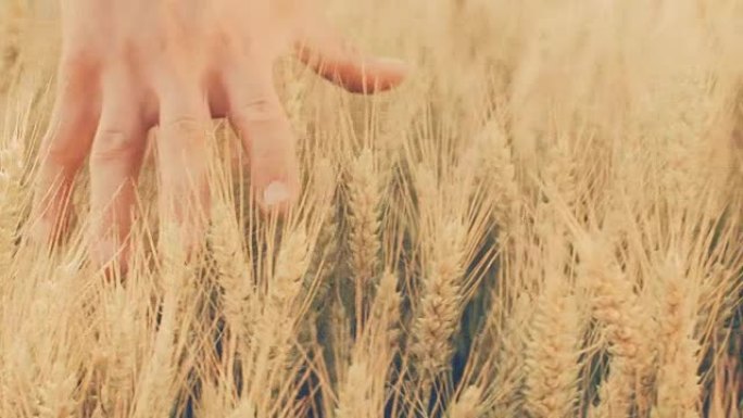 SLO MO Man的手在田间触摸小麦