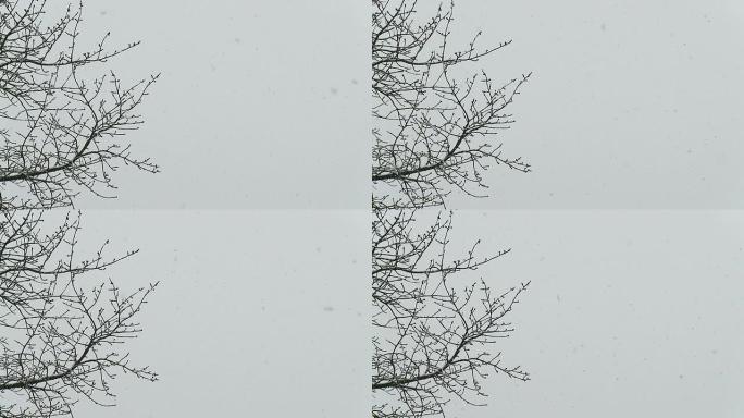 高清慢速运动：雪中的树枝