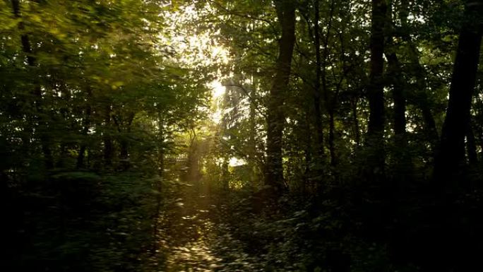 远景：阳光穿过树林