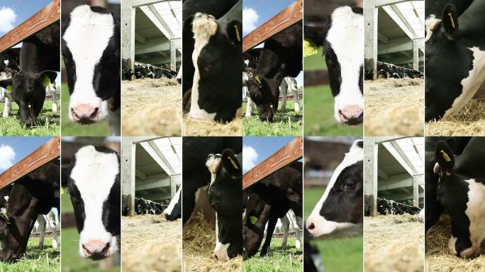 奶牛农场。视频墙。