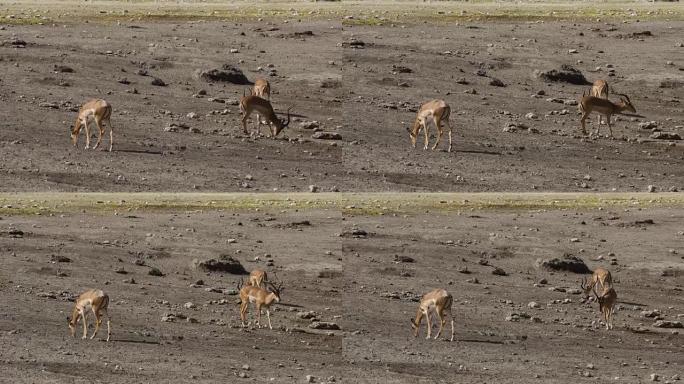黑斑羚在埃托沙国家公园的大草原上行走