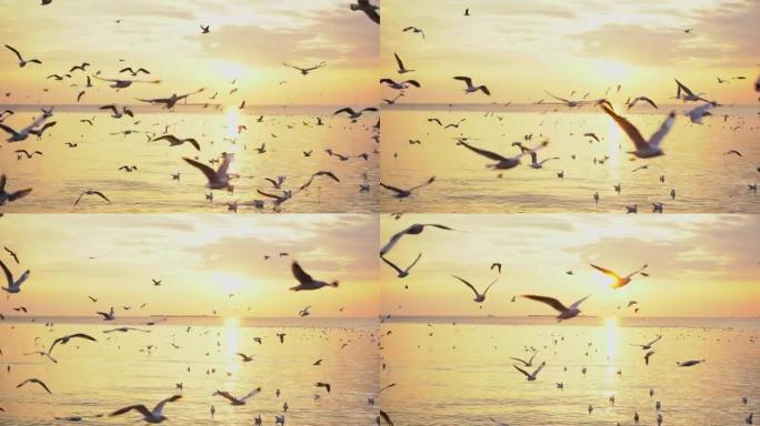 日落和海鸥野生动物保护生物生态飞翔飞鸟