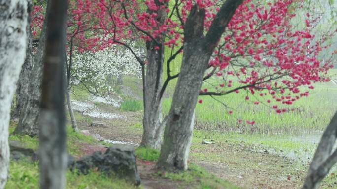 4k实拍春天雨景芭蕉与岸边桃花树