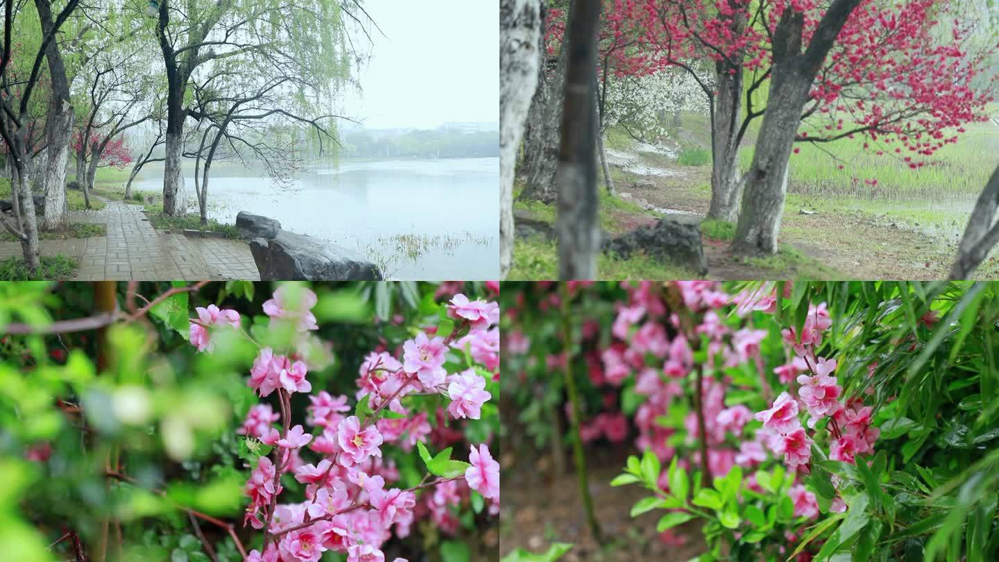 4k实拍春天雨景芭蕉与岸边桃花树