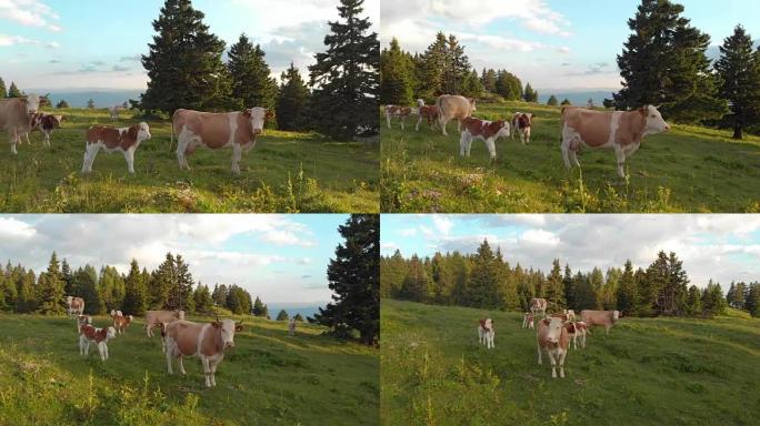 空中: 在牧场上放牧的一群白牛和棕色牛周围飞行。