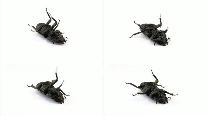 鹿角甲虫鹿角甲虫
