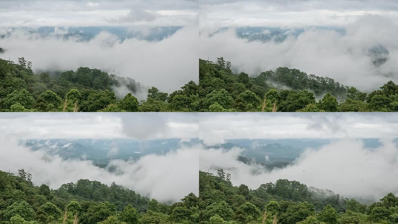 移动迷雾云的时间流逝在森林上快速移动，自然
