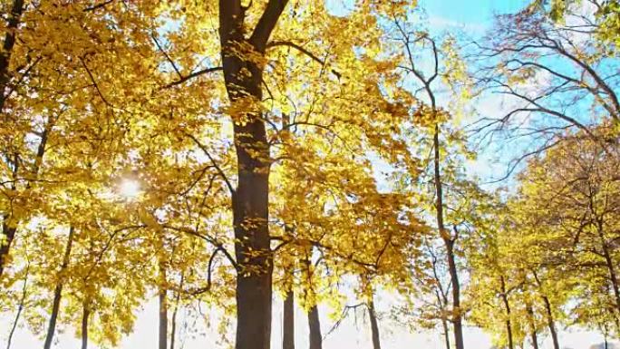 秋天颜色的SLO MO美丽落叶树木