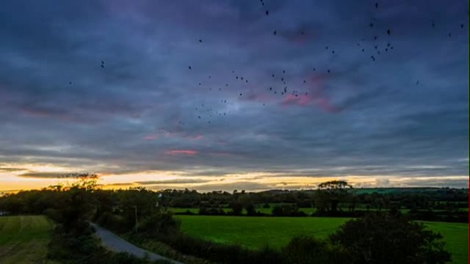 黄昏时，成群的乌鸦在爱尔兰的风景上飞翔