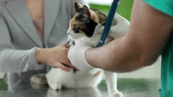 兽医治疗的猫宠物医院猫咪给猫看病