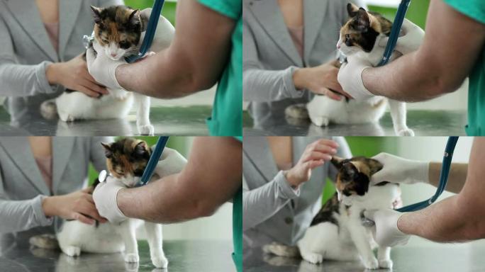 兽医治疗的猫宠物医院猫咪给猫看病