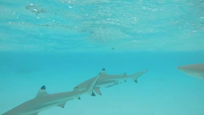 水下: 一群黑鳍鲨在广阔的绿松石海洋中游动。