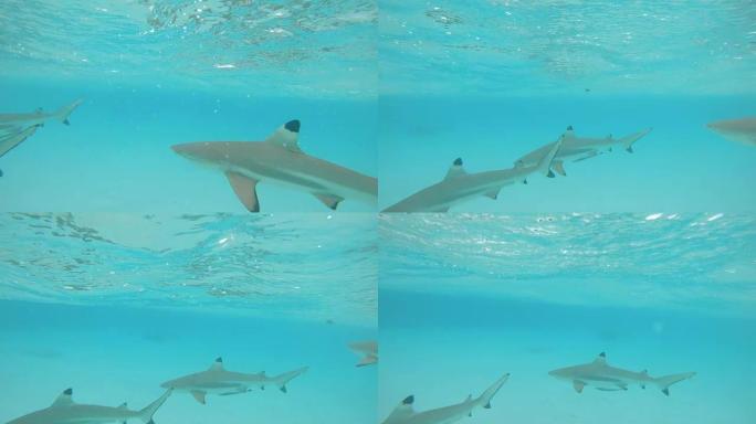 水下: 一群黑鳍鲨在广阔的绿松石海洋中游动。