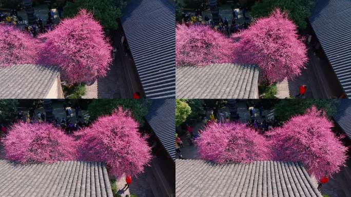 湖州梅花红梅花铁佛寺