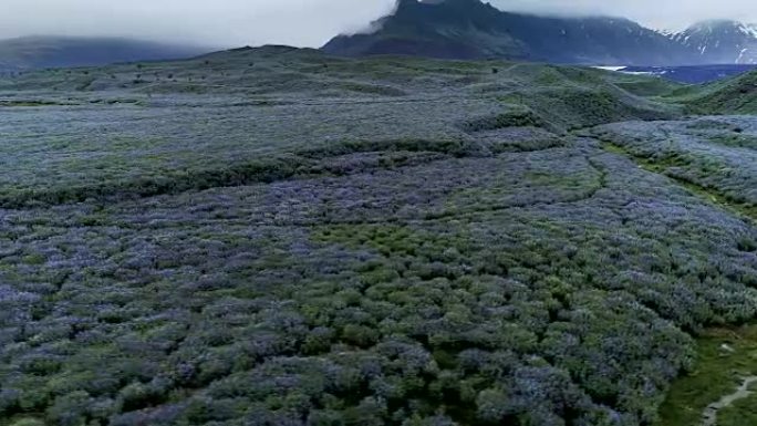 冰岛夏天。草地上满是盛开的羽扇鱼