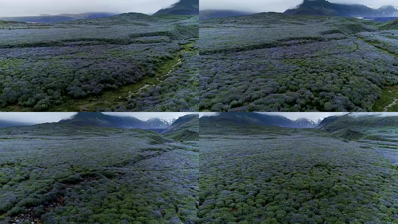 冰岛夏天。草地上满是盛开的羽扇鱼