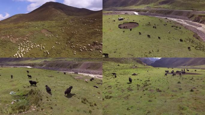 航拍草原上成群的牛羊