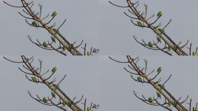花头鹦鹉站在萌发的树枝上