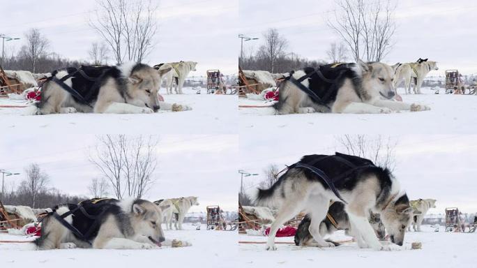 WS喂养雪橇犬