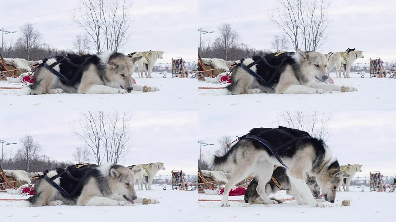 WS喂养雪橇犬