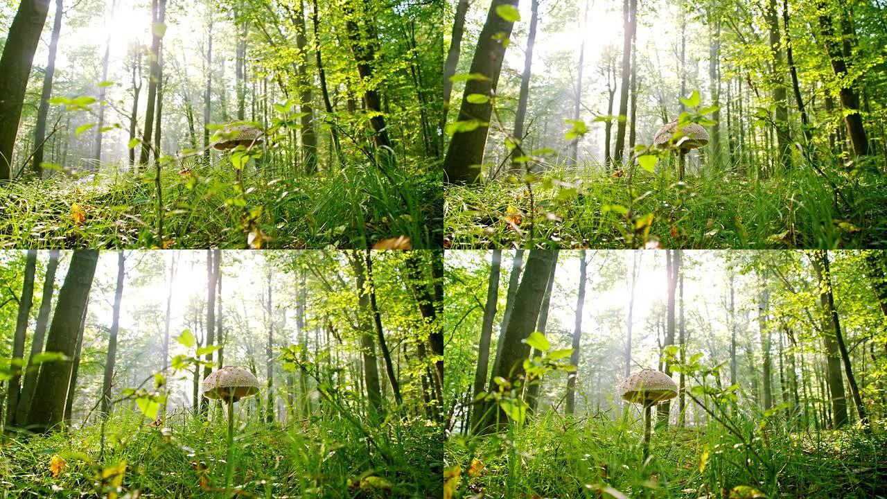 森林里的LS蘑菇森林里蘑菇