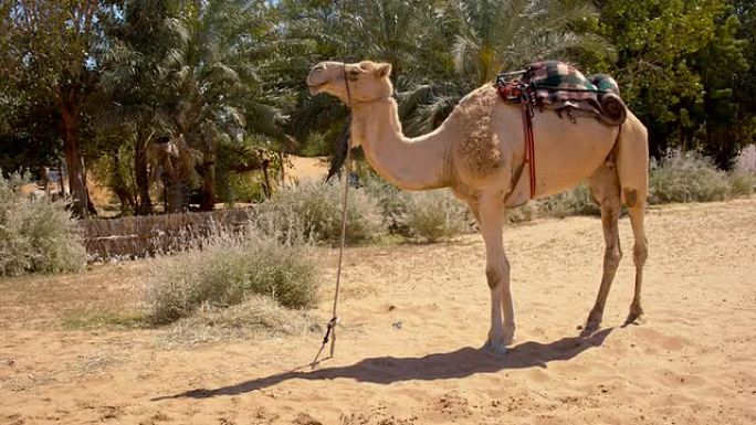 骆驼被绑在沙漠里
