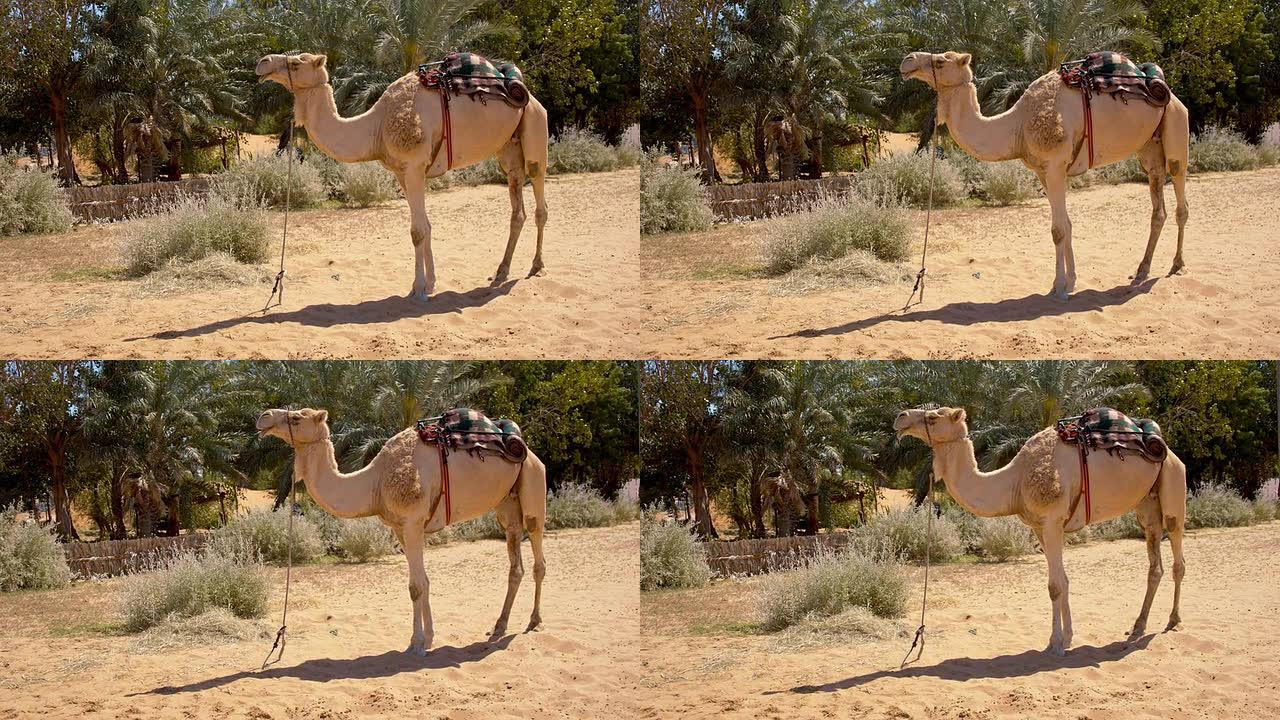 骆驼被绑在沙漠里
